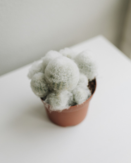 Маммиллярия бокасана