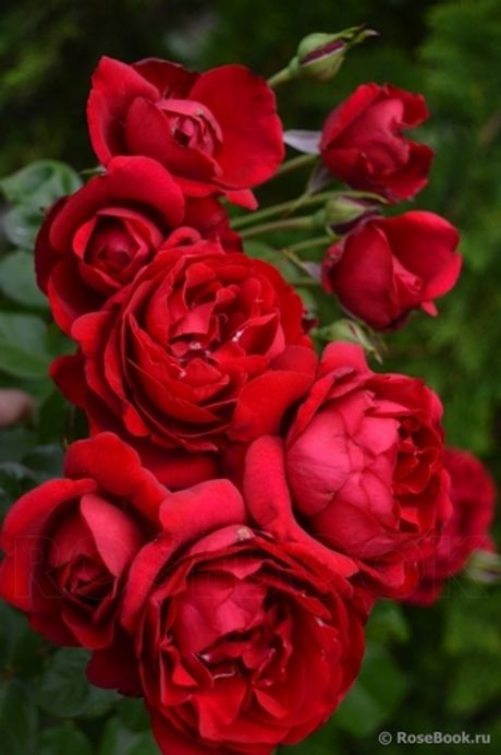 Каприция Ренессанс (Capricia Renaissance)