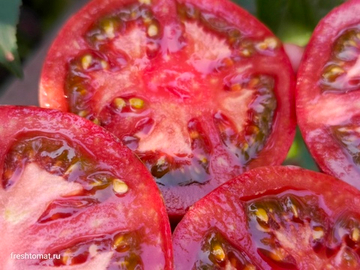 Козула 128 сорт томата