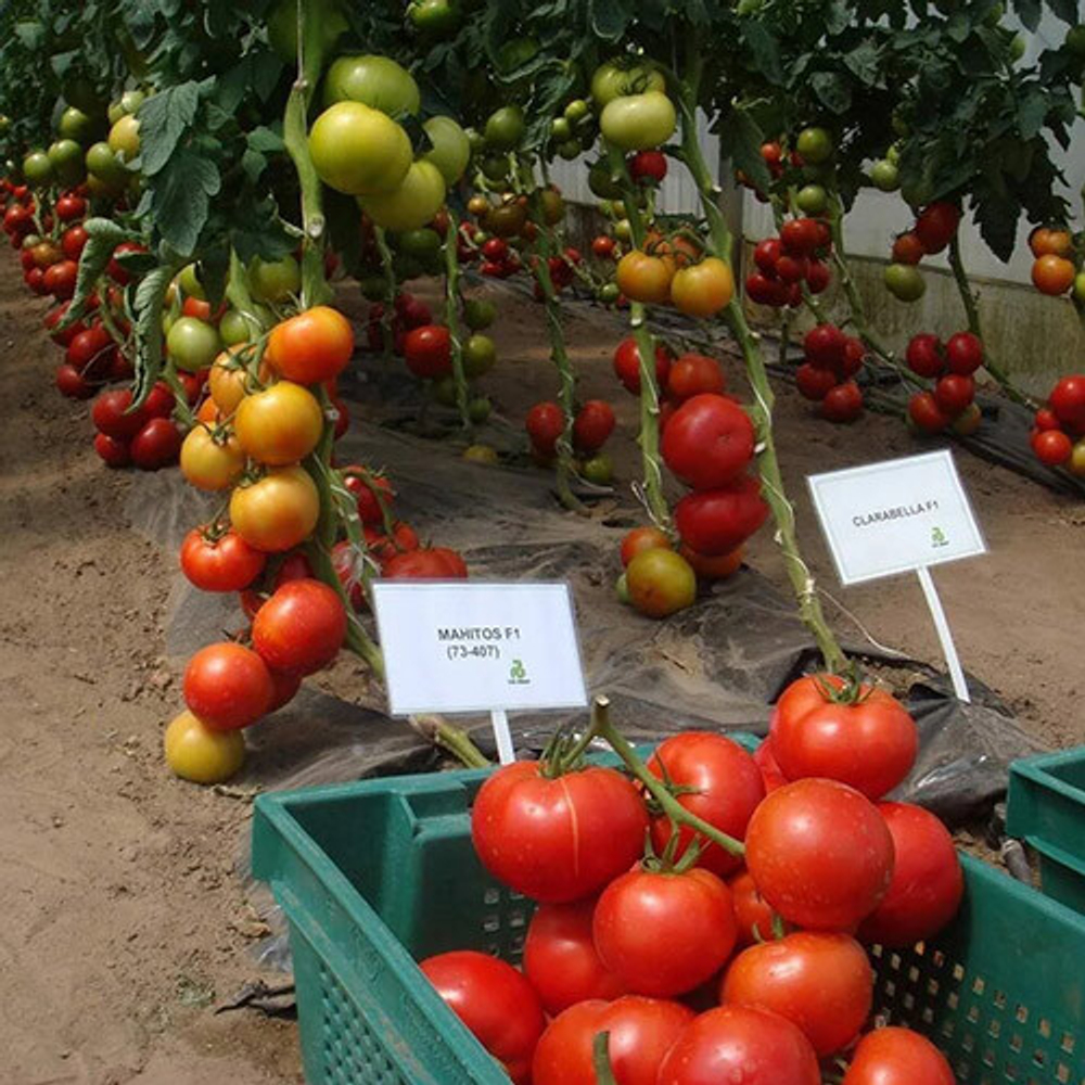 Семена томата Махитос F1, Rijk Zwaan, 5 шт.