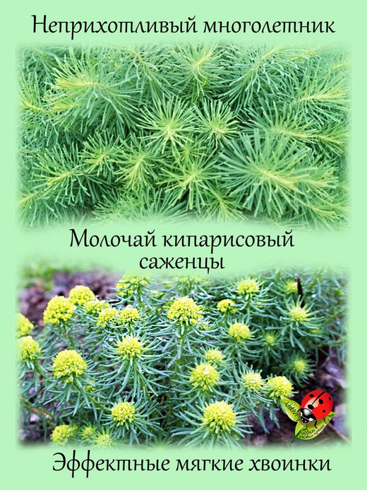 Молочай кипарисовый многолетний