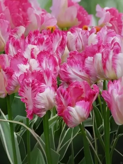 Тюльпан Попугайный Сильвер Пэррот