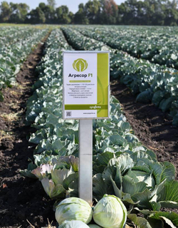 Капуста б/к Агрессор F1 (100шт) Витагрин Профи