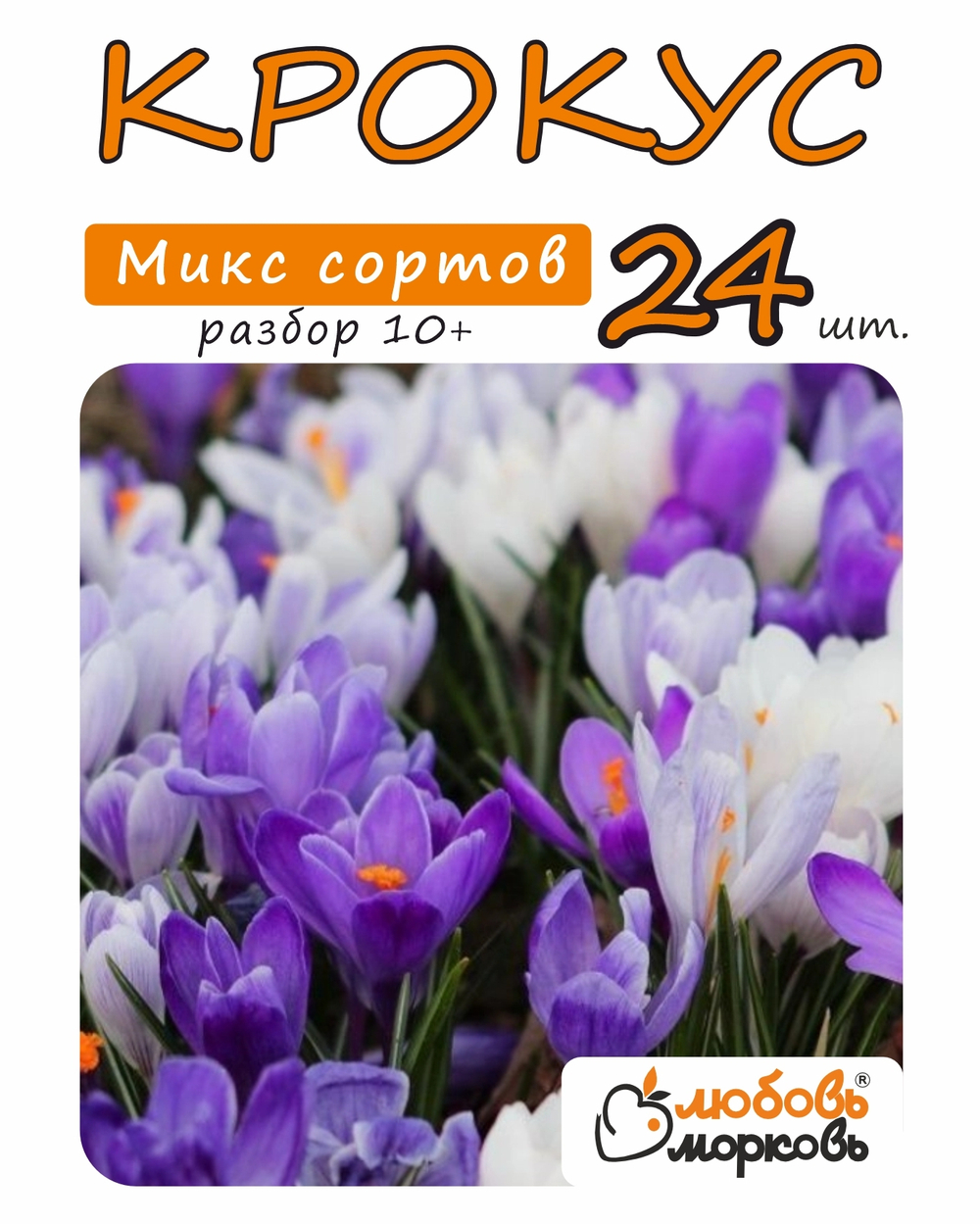 Крокус микс 24 луковицы,Голландия, разбор 10+