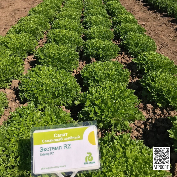 Экстемп семена салата листового (Rijk Zwaan / Райк Цваан) в поле – фото 7