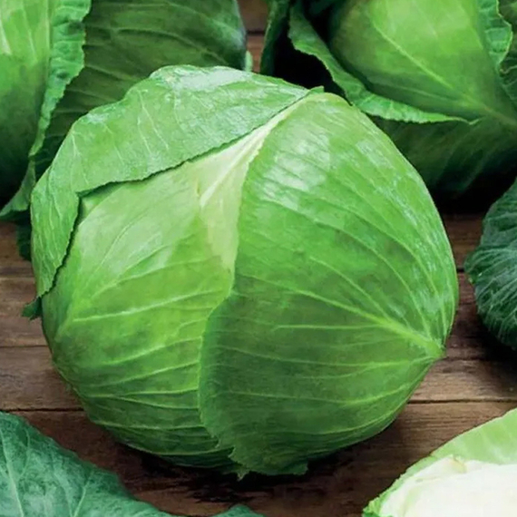 Килатон F1 семена капусты белокочанной (Syngenta / ALEXAGRO) культура – фото 3