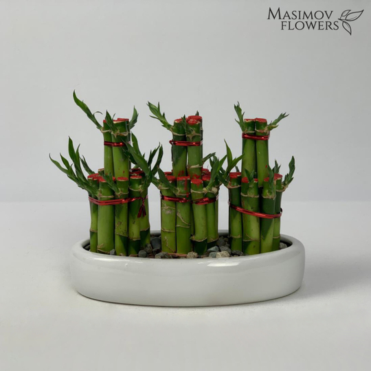 Композиция бамбук счастья "Флингстоуны"
