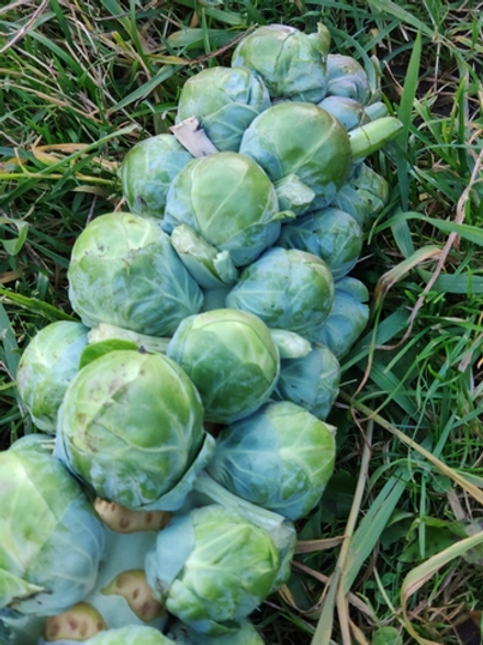 Капуста брюссельская