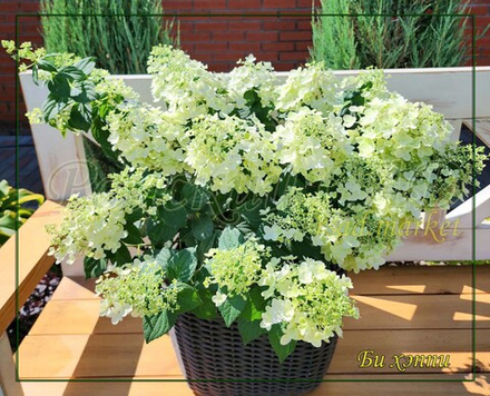 Гортензия метельчатая Би Хэппи (Hydrangea paniculata `Bee Happy`)