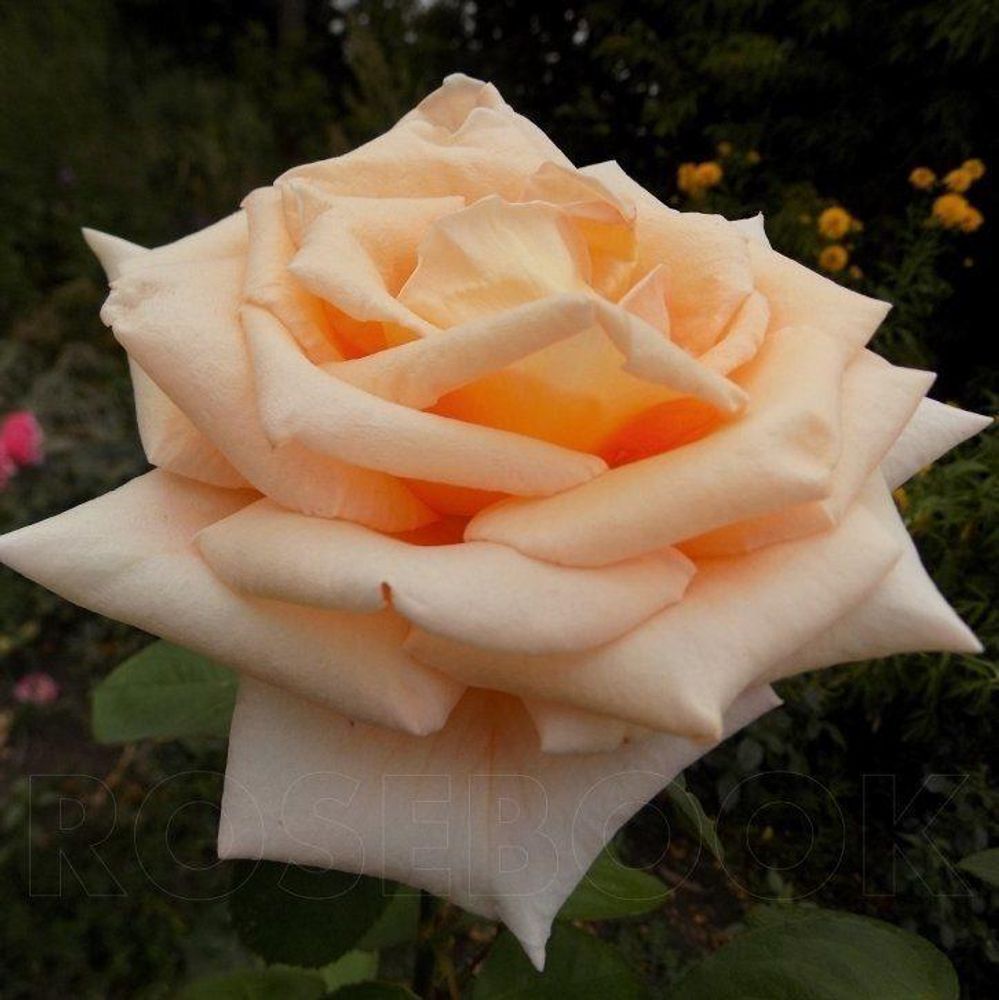 Роза чайно-гибридная Шанттелла