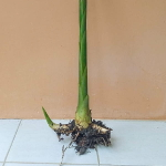 Геликония PSITTACORUM BIRD