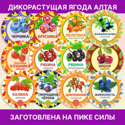 Лофант анисовый пучок.