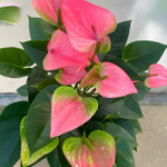 Антуриум Андре ROYAL PINK CHAMP