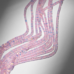 Хрустальные бусины с покрытием AB, оттенок "Розовый", 3*1мм, квадраты