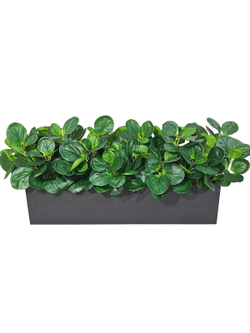 Пеперомия зеленая 60см в длинном деревянном ящике