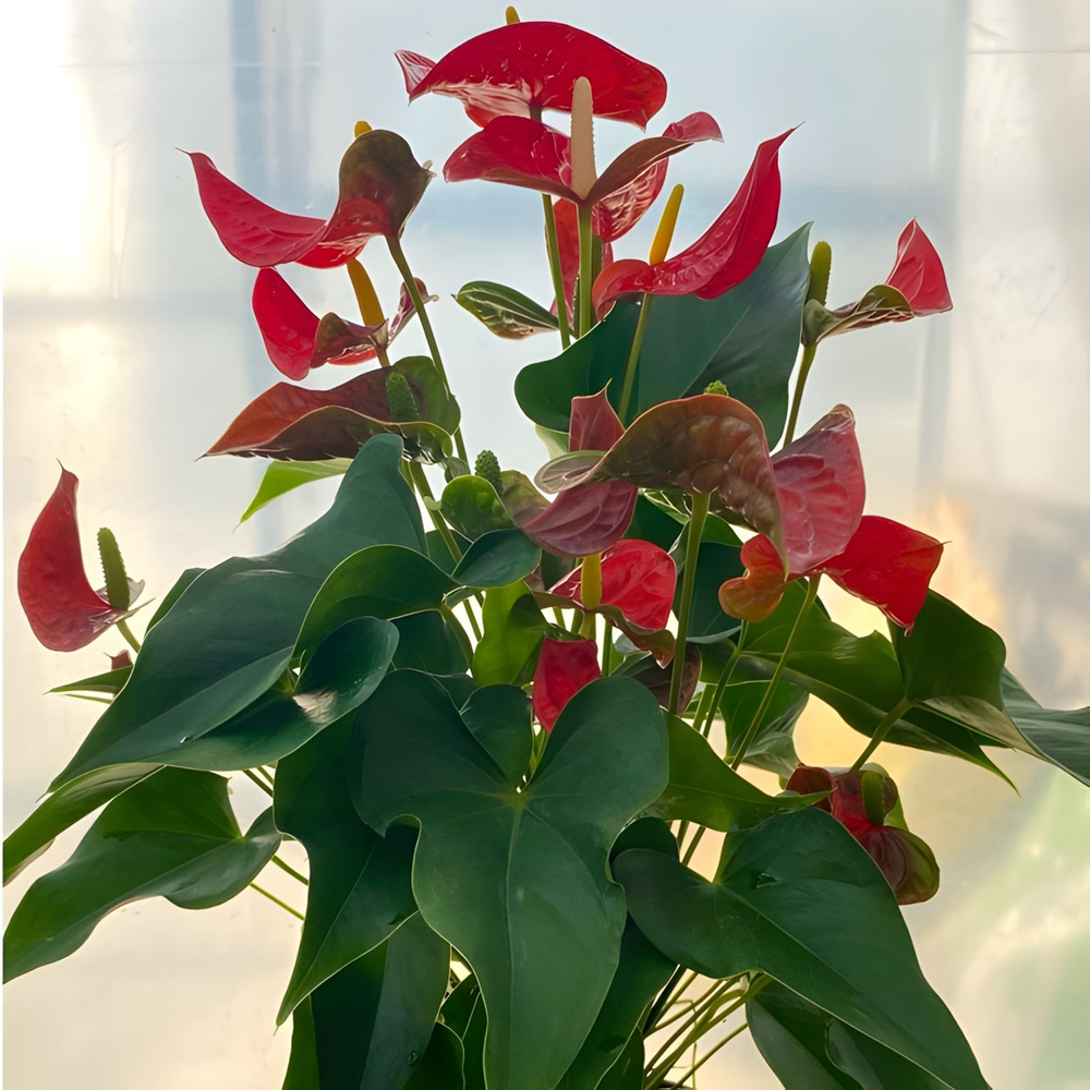 Антуриум Андре ARISTO