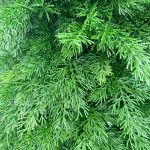 Туя искусственная (Литая хвоя) 180 см / 1,8 м