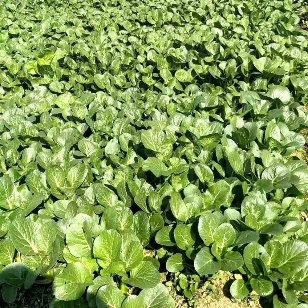Гонконг Чой Сум - Китайская Спаржевая Капустка - Early Green Choy Sum Hong Kong