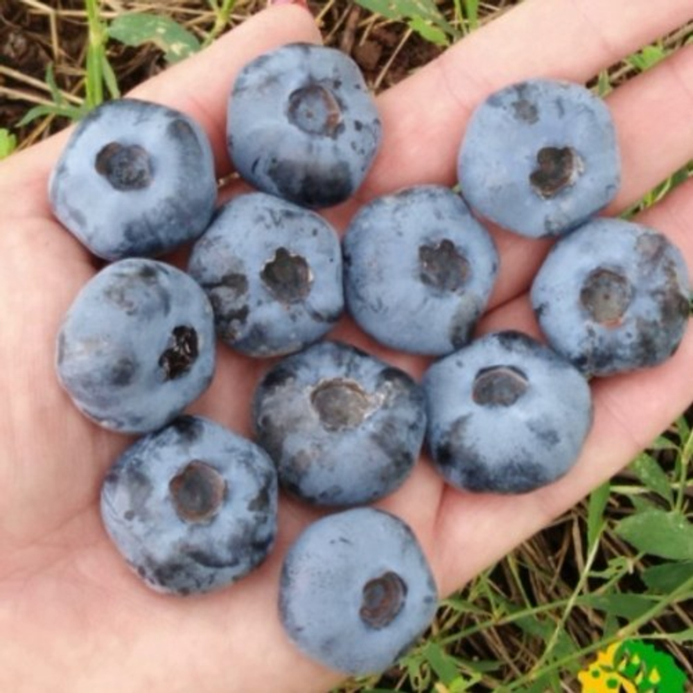 Голубика Чандлер