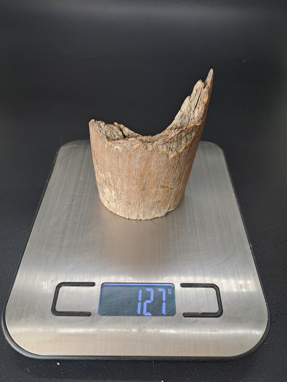 Бивень мамонта для коллекции и поделок