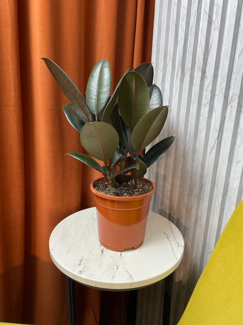 Фикус Эластика Абиджан 3в1, D17см Н45см, 1шт, Urban Jungle