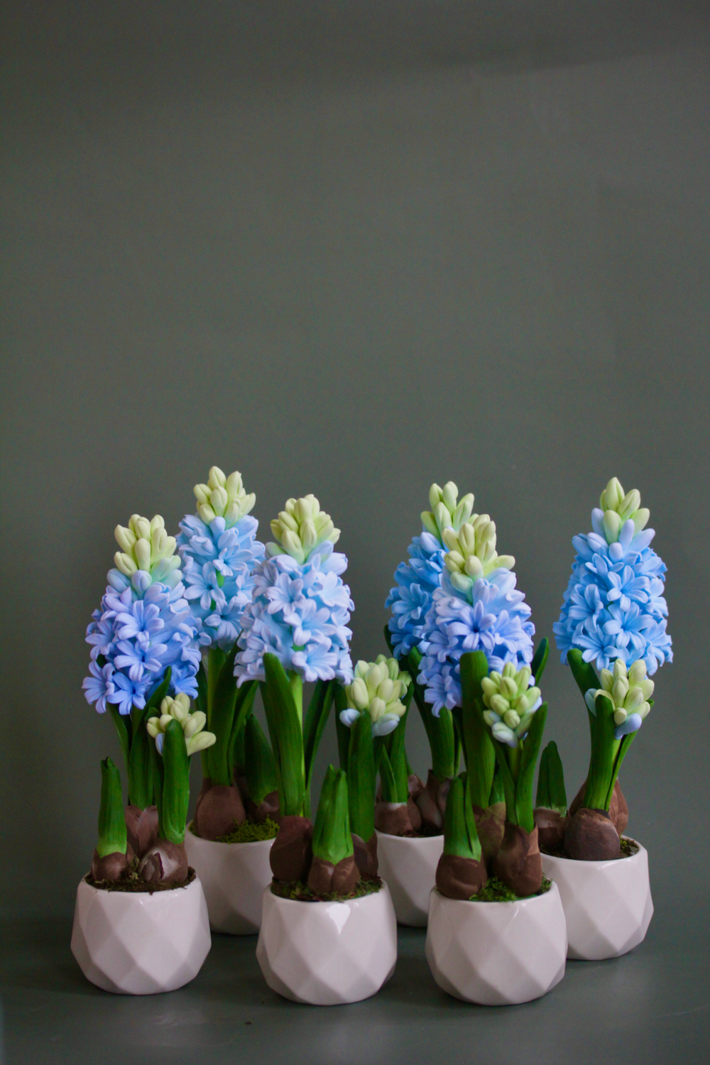 Гиацинт в подарок к празднику