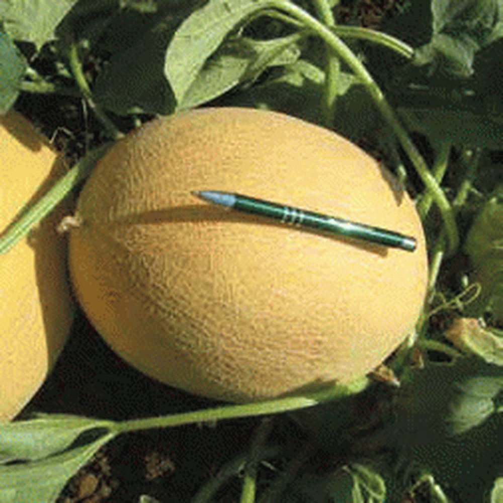 Мирон F1 семена дыни (Hazera / Хазера)