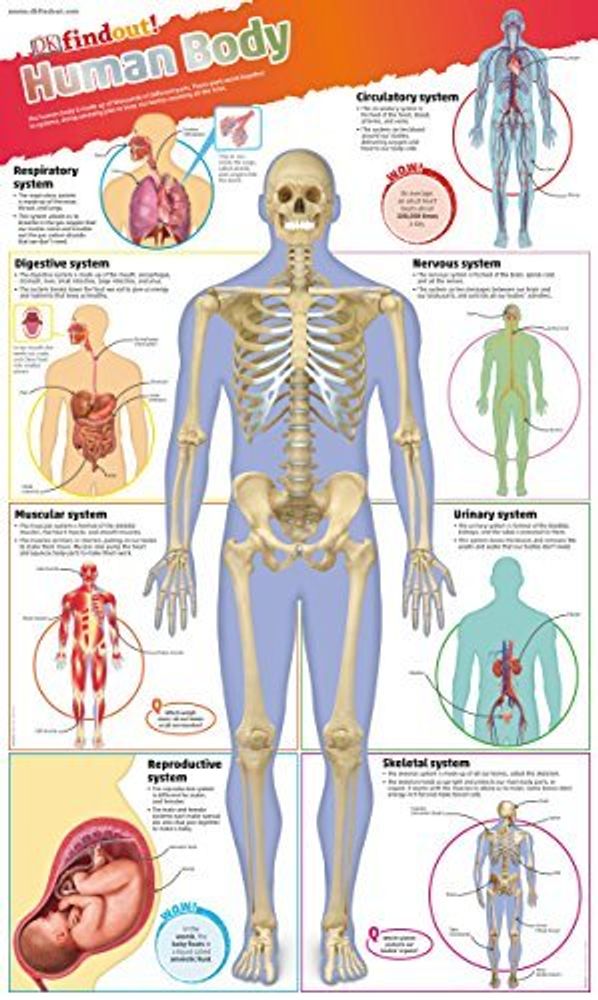 Human Body Poster