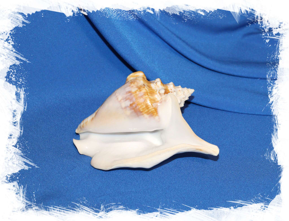 Раковина Трикорнис трикорнис (Tricornis tricornis) Купить