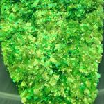 Хлопья Зелёный перламутр для дизайна ногтей, маникюра, бодиарта, макияжа...