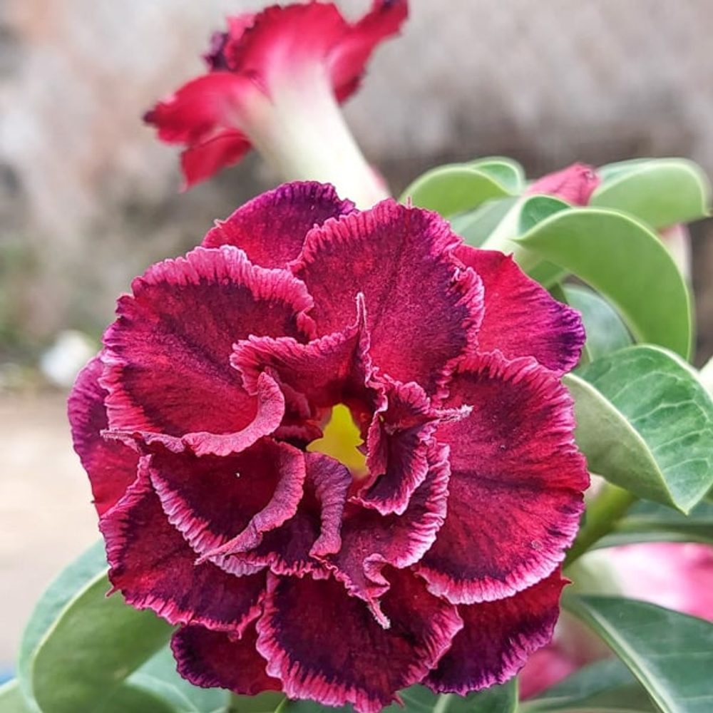 Адениум обесум 370