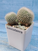 Rebutia Krainziana (Ребуция)