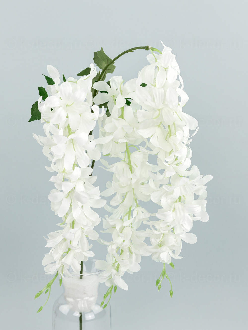 Глициния ампельная Маркиза