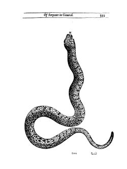 The historie of serpents. Or, The second booke of liuing creatures | Edward Topsell