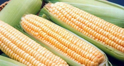 Супер Санданс F1 семена кукурузы (Clause / Клос)