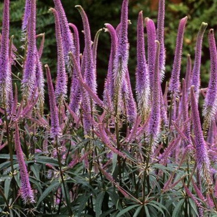 Вероникаструм виргинский Фасцинейшн С2