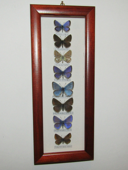 Коллекция голубянок Московской области.