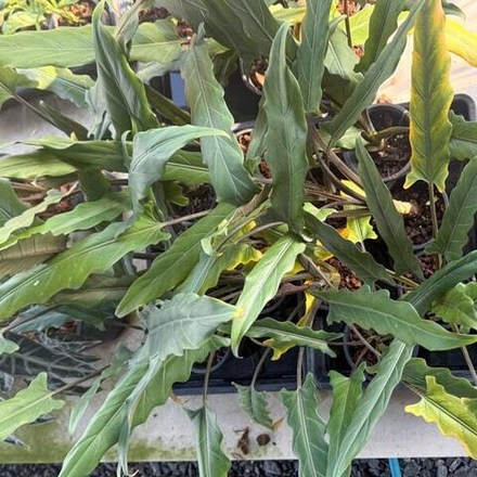 Алоказия LAUTERBACHIANA