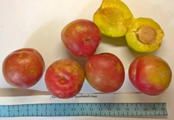 Слива Миола (Аэлита)