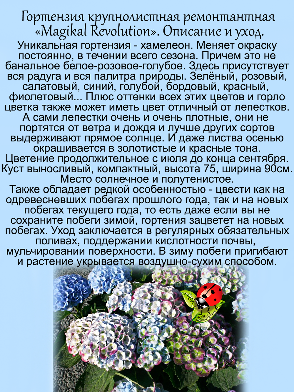 Гортензия Меджикал Революшен крупнолистная ремонтантная