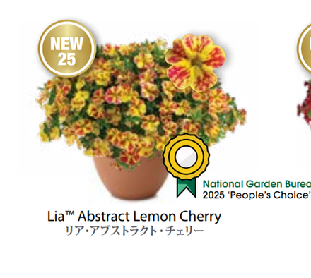 ЕВРО Calibrachoa Lia Abstract Lemon Cherry укорененный черенок март 26