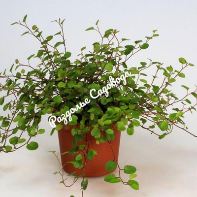 Мюленбекия спутанная Сеаланд Компакт