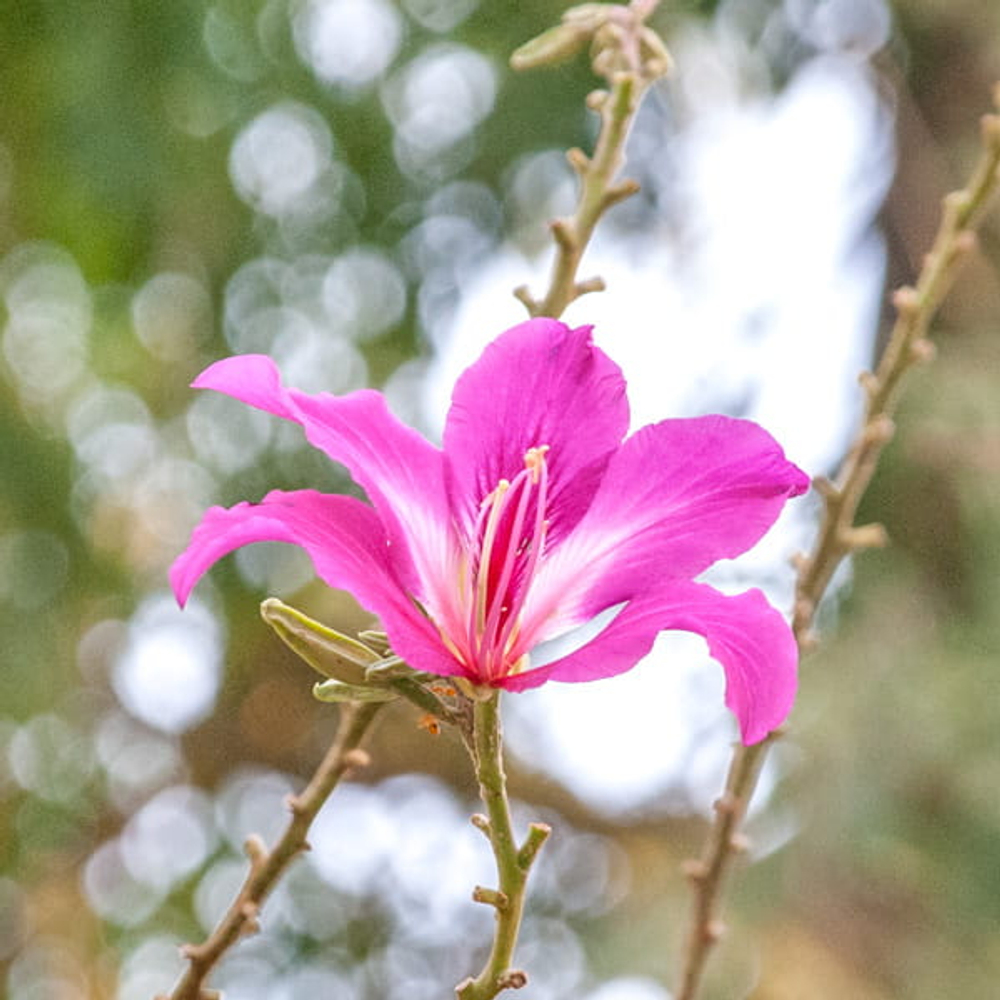 Баухиния пурпурная – Bauhinia purpurea
