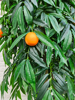 Дерево Апельсин 280см в кашпо