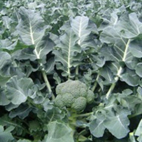 ЛОРД F1 семена капусты брокколи Seminis отзывы