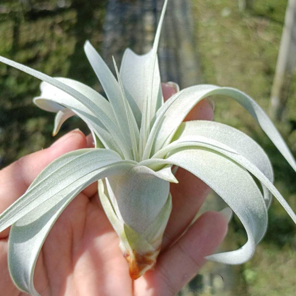 Тилландсия xerographica pup