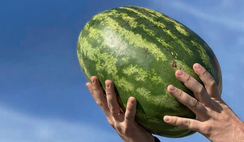 Старбарст F1 семена арбуза (Seminis / Семинис)