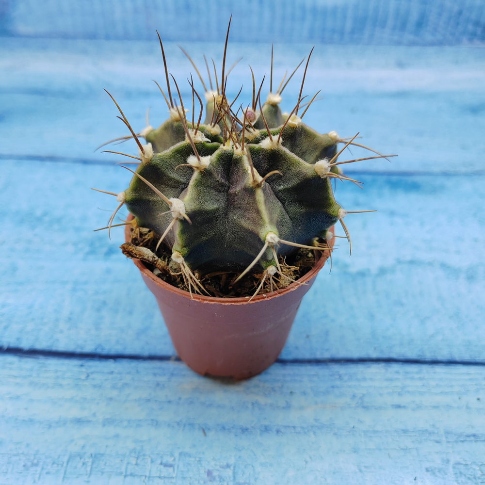 Gymnocalycium Friedrichii (Гимнокалициум)