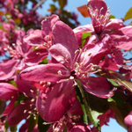 Яблоня декоративная Роялти ЗКС