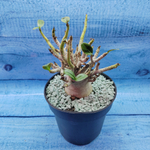 Adenium Baobab (Адениум)